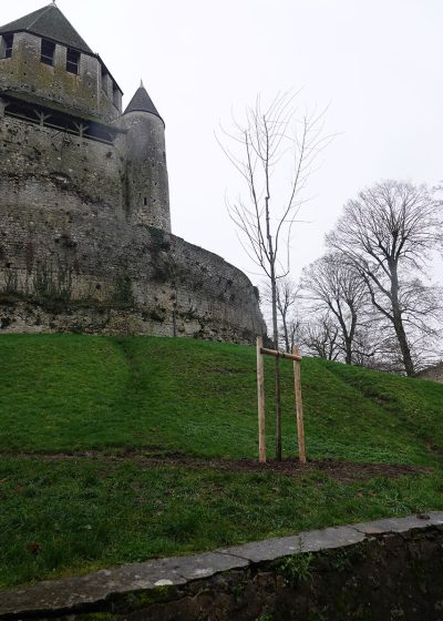 arbre_de_la_liberté